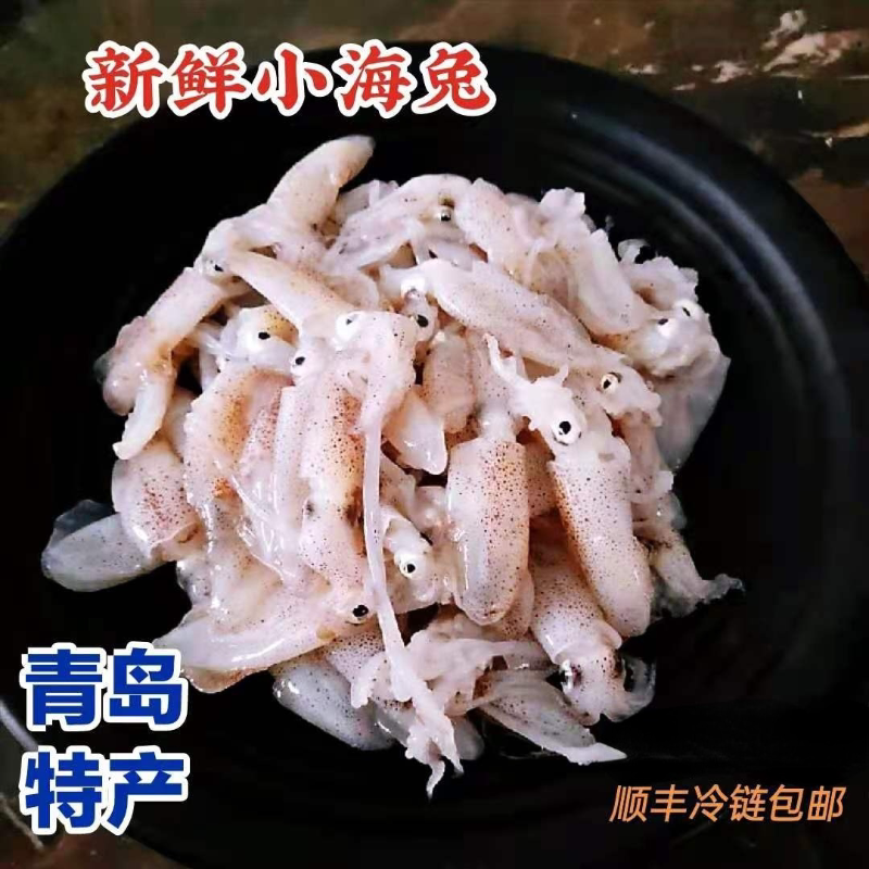 青岛特产水产小海兔鲜活笔管鱼小冷冻鱿鱼