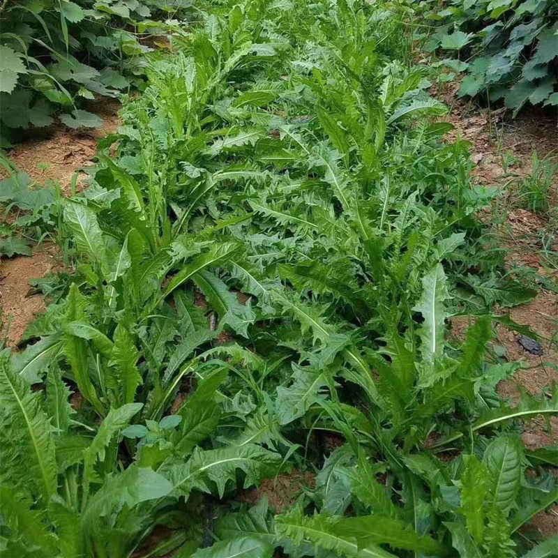 苦麻菜种子野菜种子蒲公英野生荠菜种籽四季播蔬菜种孑夏季种籽