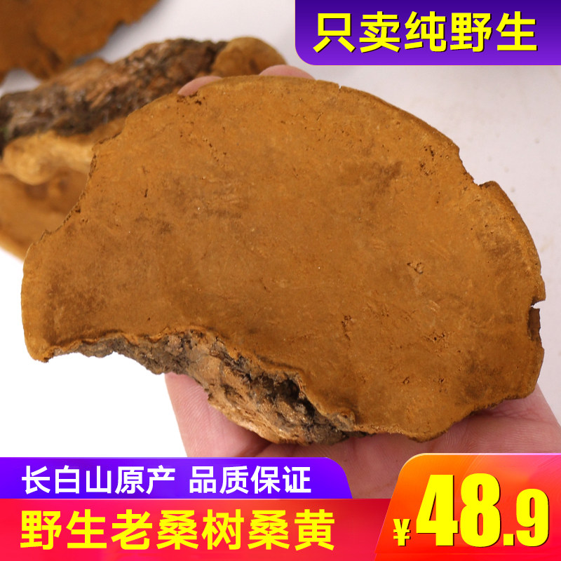 朝鲜桑黄桑树桑黄菌500g野生同仁特级堂桑黄茶桑黄灵芝长白山包邮