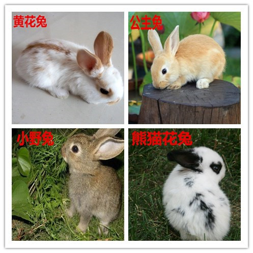 小白兔宠物兔公主兔熊猫兔子肉兔黑兔灰兔小野兔子活体 家兔活体在类目 宠物/宠物食品及用品, 兔类及其用品, 兔中 - 来自Buy2taobao.com提供专业的淘宝代购服务