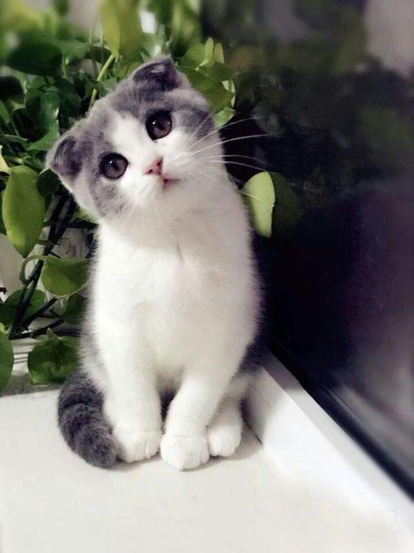 （英短蓝白猫）活体出售2个月左右宠物猫咪幼猫小猫幼崽猫仔