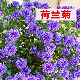 荷兰菊花籽四季盆栽重瓣进口紫苑种子三文鱼小卡罗多年生花苗种籽