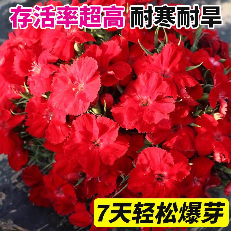 三寸明星石竹花种籽子四季播种开花阳台盆栽花卉五彩美国石竹花籽