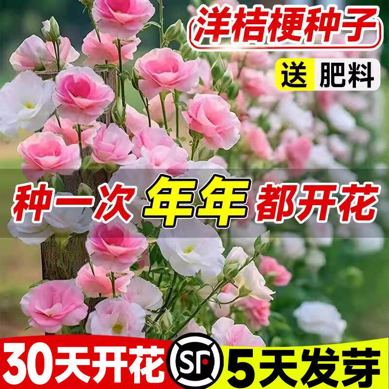洋桔梗花种子混色南北方四季开花易活室内外秋冬耐寒花卉种籽大全