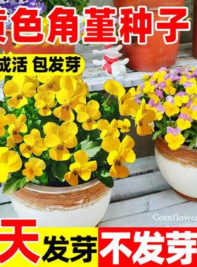 黄色角堇种子籽三色角堇四季种植易活庭院阳台盆栽多年生花卉植物