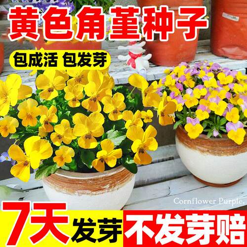 黄色角堇种子籽三色角堇四季种植易活庭院阳台盆栽多年生花卉植物