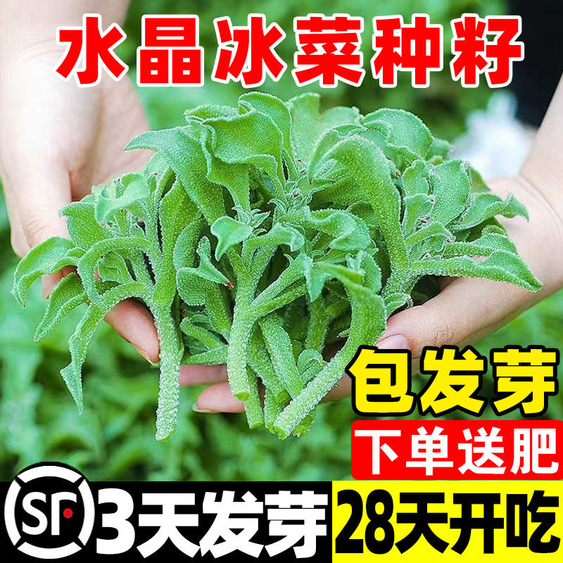 水晶冰菜种籽阳台蔬菜种子大全四季盆栽冰草苗秧秋冬种植青菜种孑