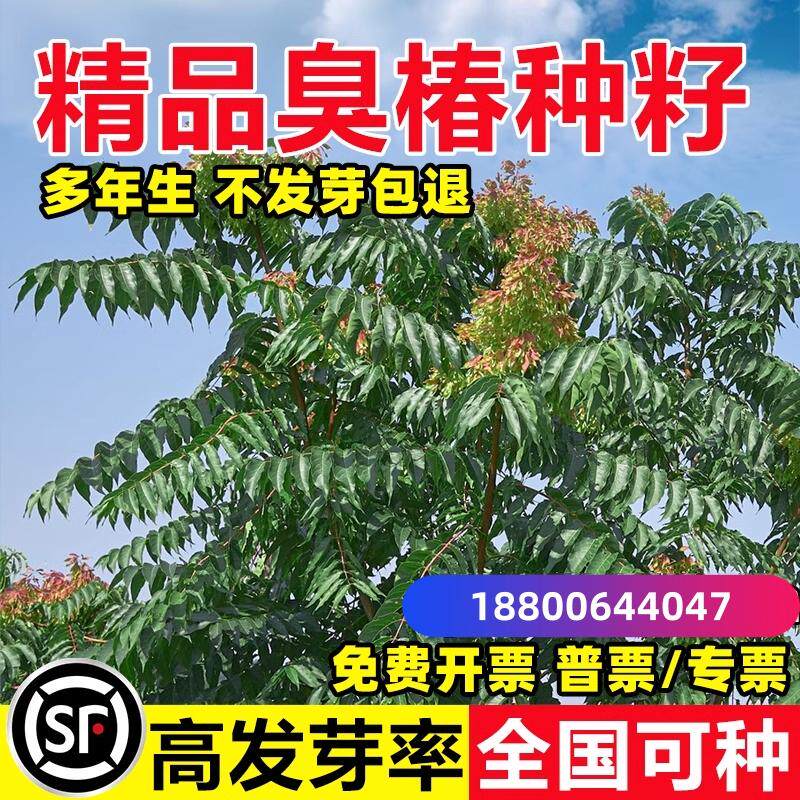 臭椿种子树林木种子臭椿种籽臭椿皮大果臭椿樗护坡绿化灌木造林籽