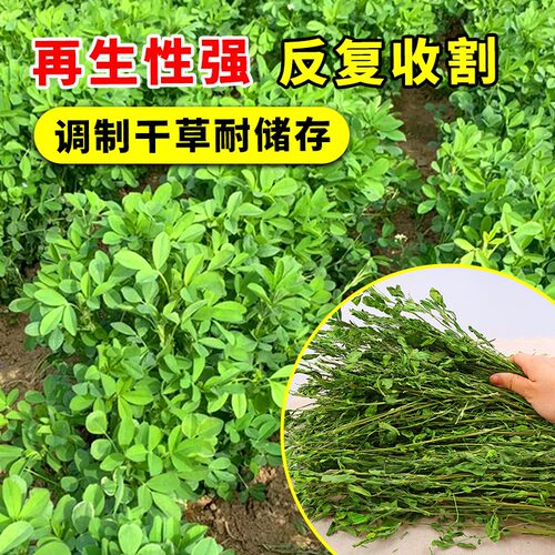 牛羊鱼饲料四季多年生紫花苜蓿草