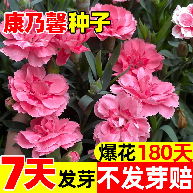 重瓣康乃馨种子阳台庭院驱蚊香草籽四季播种花卉盆栽花苗花种子籽