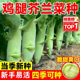 甜脆鸡腿芥兰菜种籽四季蔬菜菜籽秋季菜园阳台盆栽菜苗头芥蓝种子