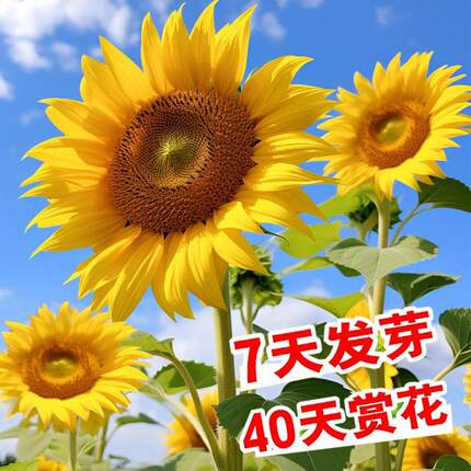 向日葵种孑葵花种子太阳花种孑四季室内迷你开花盆栽花卉种子