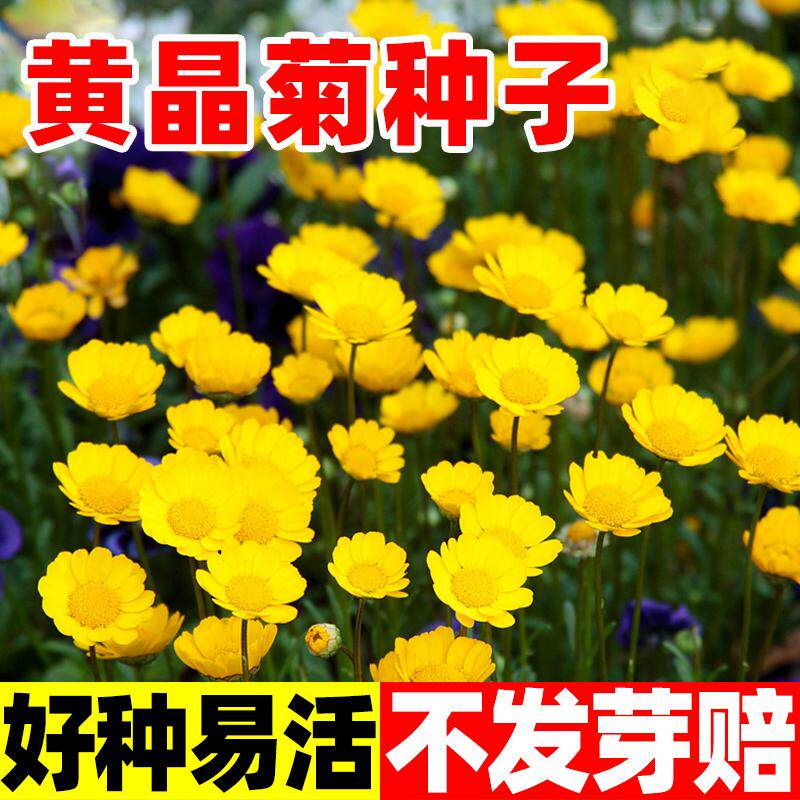 黄晶菊种子花籽春俏菊秋播耐寒园林园艺庭院花卉景观花海菊花易活