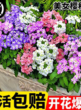 美女樱花籽宽叶种子植物花卉庭院盆栽四季耐寒新手易活开花种籽