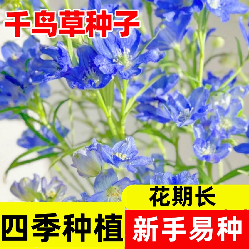 千鸟草花种籽四季易成活小花飞燕草种子阳台开花庭院盆栽山桃草苗
