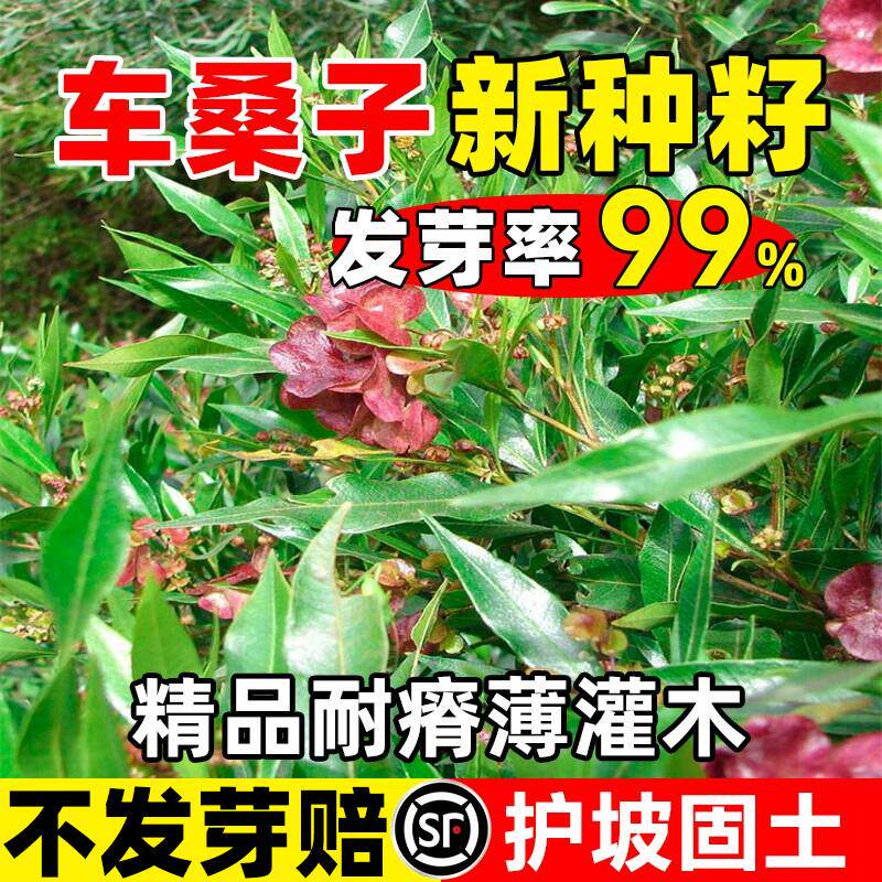 车桑子种子护坡灌木刺槐紫穗槐树种子洋槐胡枝子银合欢猪屎豆木豆