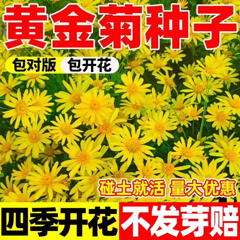 黄金菊种子籽多年生植物花卉四季种景观绿化植物盆栽洋桔梗花种子