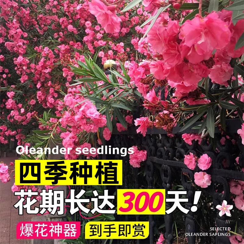 夹竹桃种子柳叶夹竹桃种籽盆栽四季易活阳台庭院开花绿化植物花卉