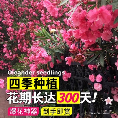 夹竹桃种子柳叶夹竹桃种籽盆栽四季易活阳台庭院开花绿化植物花卉