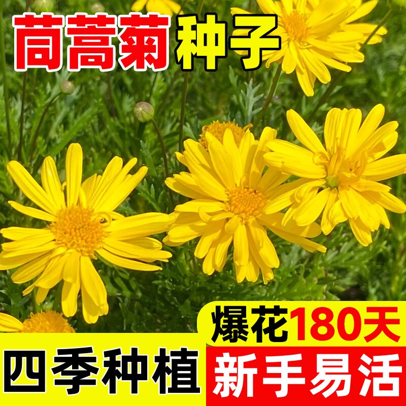 茼蒿菊花种籽子多年生木春菊花籽宿根花卉阳台庭院室外凤仙花种孑