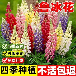鲁冰花种籽四季开花羽扇豆花庭院植物盆栽花籽爬藤播种多年生种子