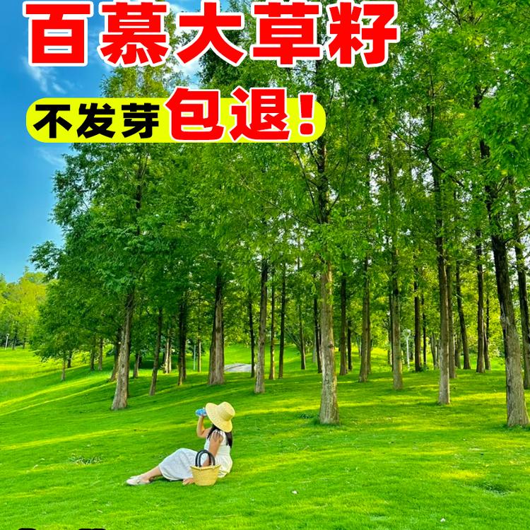 百慕大草籽四季常青耐踩踏