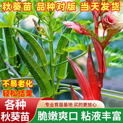 高产水果奶油秋葵苗四季红黄带土蔬菜苗阳台农家盆栽种子孑大全苗