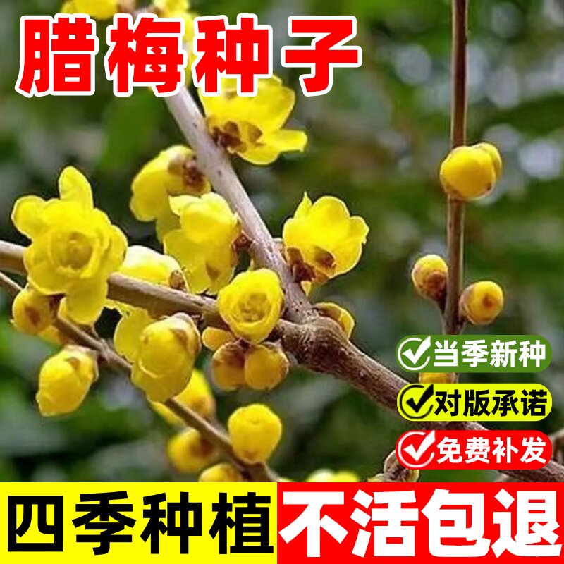 腊梅种子籽素黄心腊梅树种子狗牙梅榆叶梅珍珠梅乌梅树红梅花种子