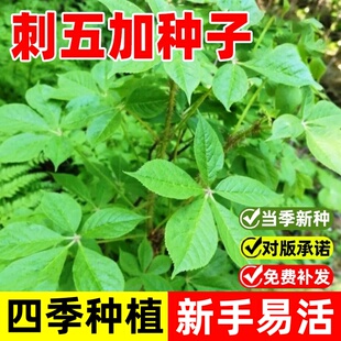 刺五加种子野生恩平簕菜苦刺心三叶五加苦甘菜榄树菜白簕花野菜籽