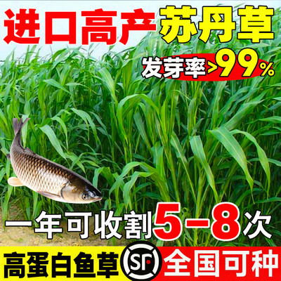 鱼草种籽四季苏丹草种籽高产牧草种子高丹王草播种喂鸡鸭羊牛鹅兔