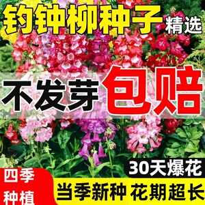 钓钟柳种子吊钟柳花卉种子阳台草花种子耐寒景观花海花卉种子花籽
