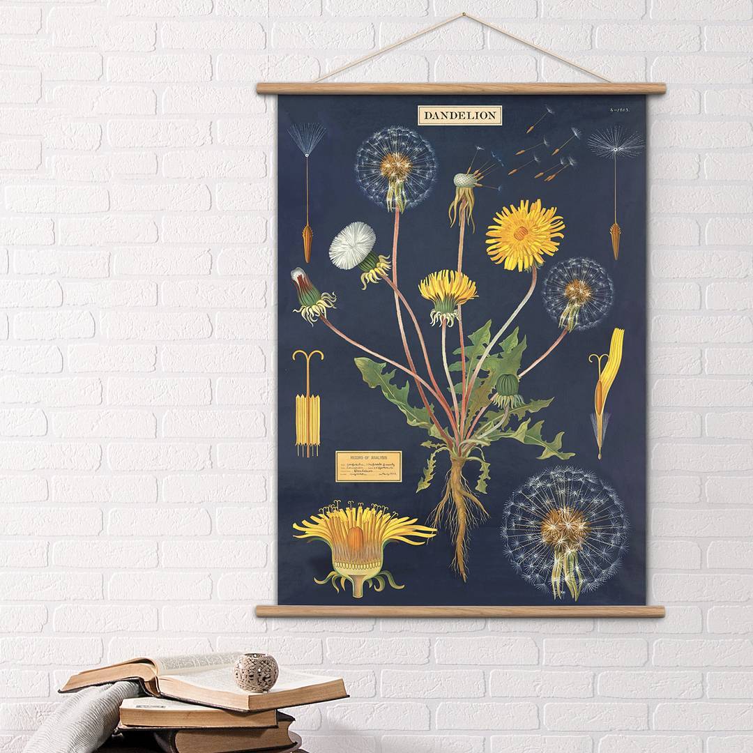 美国植物仙人掌花卉装饰画