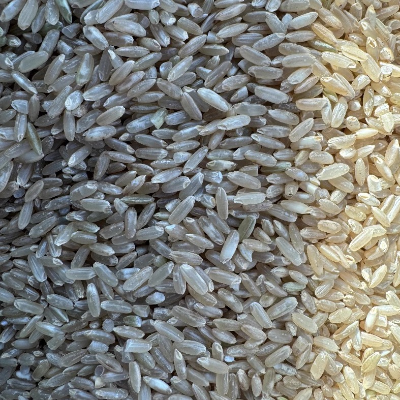 阿明 五常糙米10斤 口感粗糙营养价值高 提前泡3个小时