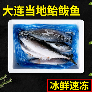 顺丰4斤鲐鲅鱼青鱼大连当地冰鲜速冻台巴鱼青占鱼花飞青花鱼鲱鱼