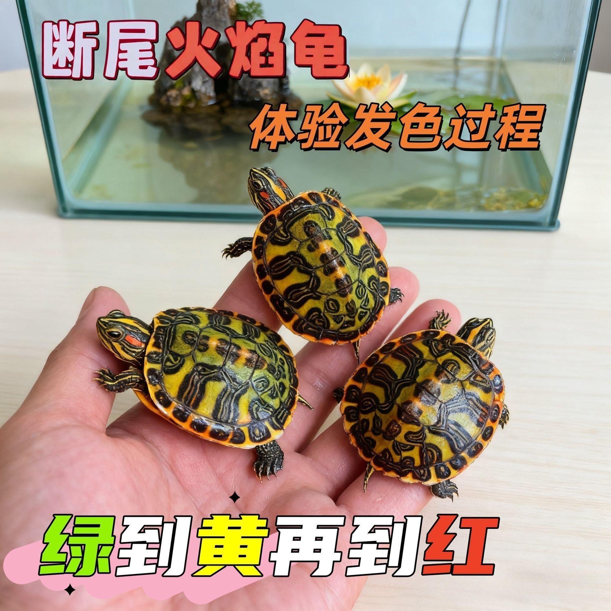 火焰龟正宗100%纯基因红腹观赏宠物龟火焰苗小乌龟纯种活物深水龟,宠物/宠物食品及用品,龟/鳖,淘宝优惠券,粉丝福利购,淘宝优惠卷