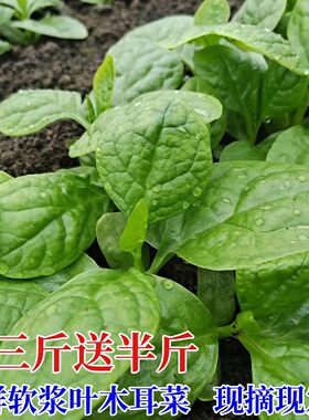 新鲜软江叶软浆叶木耳菜四川蔬菜