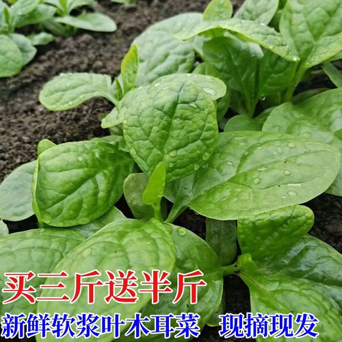 新鲜软江叶软浆叶木耳菜四川蔬菜