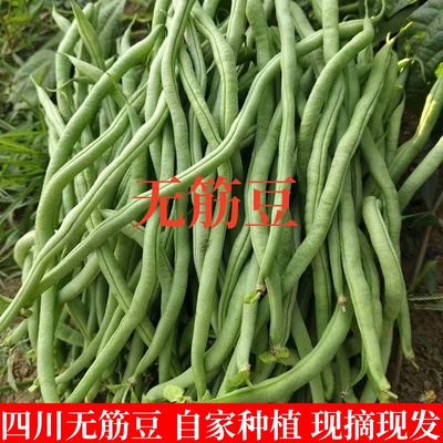 四川无筋豆新鲜架豆王新鲜豆角新鲜无筋芸豆新鲜无筋四季豆