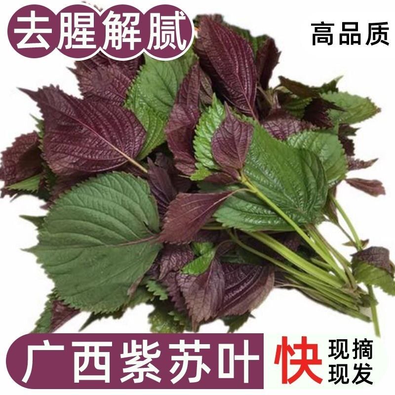 广西紫苏野生紫苏叶新鲜可食用