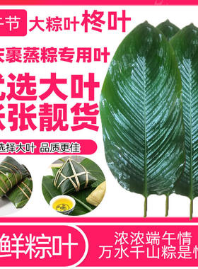 粽子叶裹蒸粽叶子冬叶大粽叶广东肇庆柊叶海南野生新鲜现摘广西