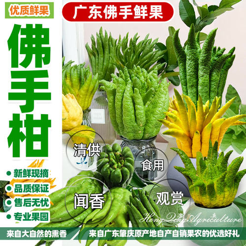 带枝佛手柑广佛手柑清供观赏水培把玩插花新鲜香橼果办公室绿植