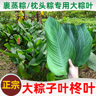 粽子叶裹蒸粽叶子冬叶大粽叶广东肇庆柊叶海南野生新鲜现摘广西