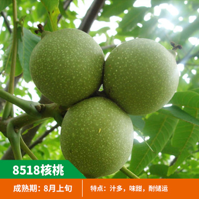 核桃树苗嫁接果树苗南北方种植山核桃苗8518地栽薄皮纸皮当年结果
