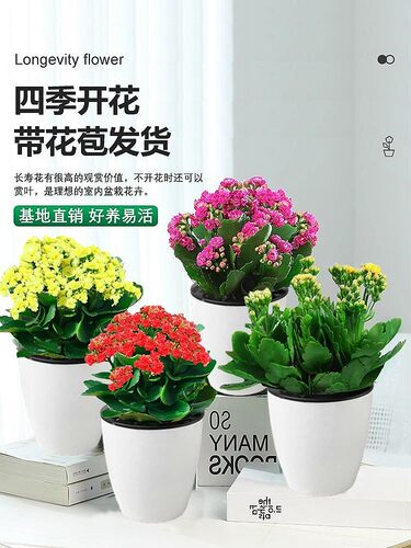 长寿花金狐狸盆栽带苞易养