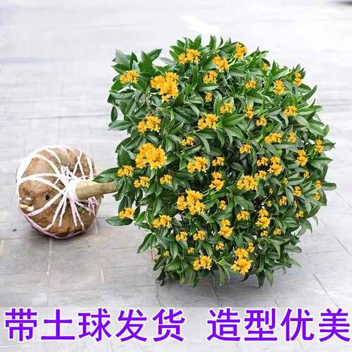 桂花树苗花卉盆栽植物室内外庭院地栽丹金桂好养四季开花八月浓香