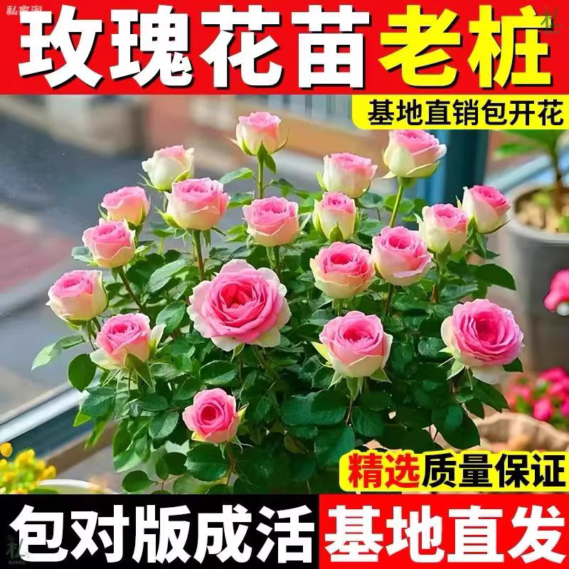 玖瑰花苗绿植盆栽四季开花树苗庭院绿化植物月季花玫瑰阳台