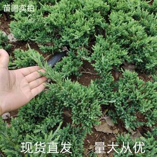铺地柏树苗造型盆栽素材四季常青匍匐型耐寒地柏苗工程园林绿化苗