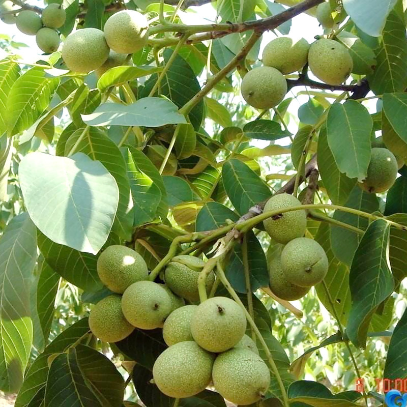 嫁接核桃树苗果树苗南北方种植山核桃苗8518地栽薄壳纸皮当年结果