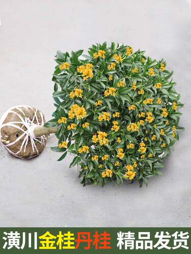 精品嫁接原生桂花树苗金桂四季桂大树浓香型庭院种植阳台室内盆栽