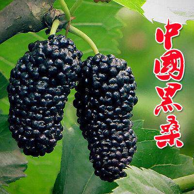 桑葚树苗盆栽白长果桑椹叶蓝莓树南北方四季树莓苗水果树果苗大全
